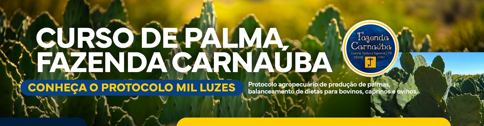Curso de Palma - Fazenda Carna�ba