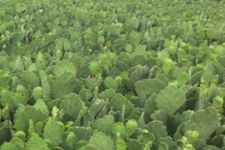 Primeiro curso PRESENCIAL na Fazenda Carnaba - em outubro/2024.